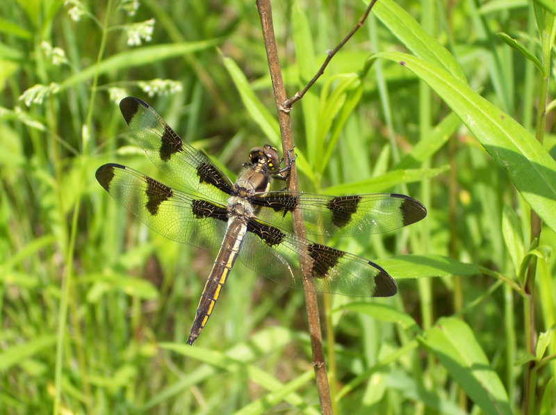 Twelve-spotted skimmer dragonfly (Libellula pulchella) Twelve-spotted skimmer dragonfly (Libellula pulchella) Credit: Dave Leppo